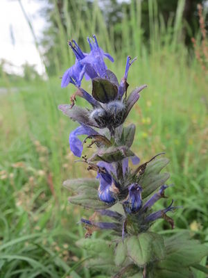 20160603Ajuga genevensis.jpg