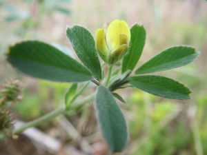 20160603Medicago minima1.jpg