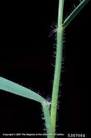 Aegilops triuncialis IPM5387084.jpg