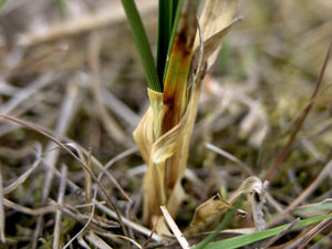 Carex arenaria plant (16).jpg