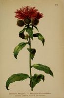 Centaurea phrygia.jpg