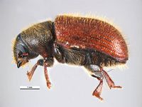 Dendroctonus murrayanae PaDIL136049a.jpg