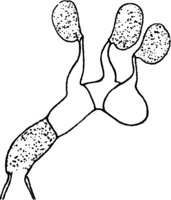 Gymnosporangium juniperinum (L.) Fr. Abb1014-L (Gäumann 1959, Rostpilze Mitteleuropas).png