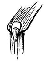 Ligule of leaf of Agrostis capillaris L. (drawing 4009 of Coste and Flahault 1906).png