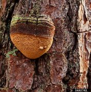 Phellinus robustus IPM5482782.jpg