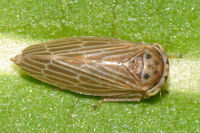 Agallia quadripunctata BugGuide19732.jpg