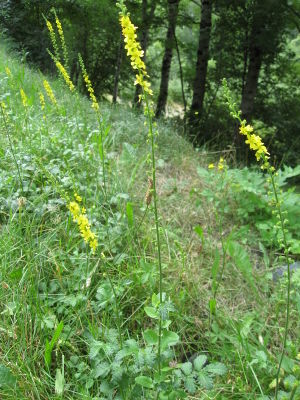 Agrimonia eupatoria 01.jpg