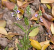 Veronica catenata Pennell