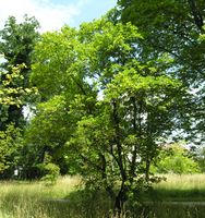 Acer hyrcanum Fisch. & C.A.Mey. – Photo: Andrea Moro 2007, Dryades TSB45601.jpg