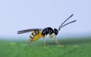 Gonatocerus ashmeadi flickr.jpg