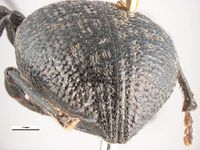 Otiorhynchus armadillo PaDIL135867e.jpg