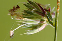 Poa.trivialis.3.jpg