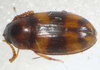 Alphitophagus bifasciatus1.jpg