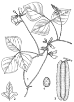 Linedrawing Psophocarpus scandens.gif