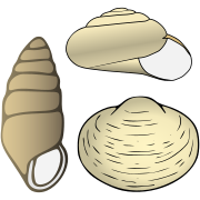 Mollusca pictogram