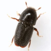 Scolytus rugulosus BugGuide.jpg