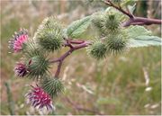 Arctium minus