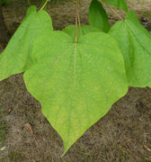 Catalpa fargesii Bureau