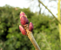 Acer longipes Franch. ex Rehder – Photo: Andrea Moro 2009, Dryades TSB62979.jpg