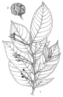 Linedrawing Morinda lucida.gif