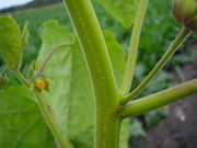 Abutilon theophrasti JuliaKruse 3.JPG