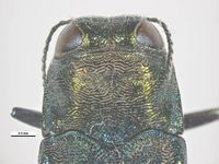 Agrilus planipennis PaDIL135645c.jpg