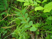 Astragalus glycyphyllos JuliaKruse 5.jpg