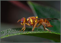 Bactrocera cucurbitae Flickr.jpg