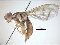 Bactrocera decipiens PaDIL136195c.jpg