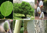 Morphological summary of Salix caprea L. (photos Andrea Moro)