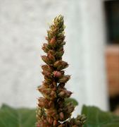 Inflorescence of Amaranthus deflexus L.