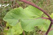 Arctium minus