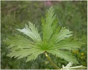 Leaf of Geranium sylvaticum L.