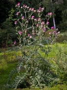 Overview of Cirsium eriophorum (L.) Scop. subsp. eriophorum (photo Andrea Moro 2005)