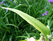 Tradescantia virginiana L.