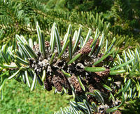 Abies cilicica (Antoine & Kotschy) Carrière – Photo: Andrea Moro 2008, Dryades TSB56818.jpg