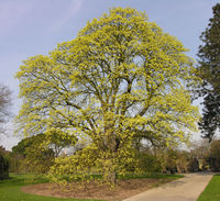 Acer opalus subsp. obtusatum (Waldst. & Kit. ex Willd.) Gams – Photo: Andrea Moro 2009, Dryades TSB63084.jpg