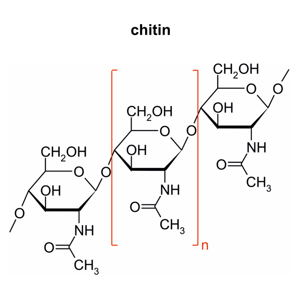 Chitin, Fungi (diagram by M. Piepenbring)