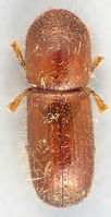 Xyleborus pubescens1.jpg