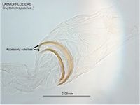 Cryptolestes pusillus PaDIL141402h.jpg