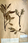 Herbarium sheet of Salix laggeri Wimm. (photo Anton Drescher, 2011)