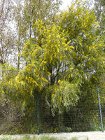 Acacia pycnantha Benth. – Photo: Andrea Moro 2008, Dryades TSB52615.jpg