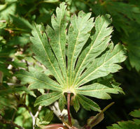 Acer japonicum Thunb. – Photo: Andrea Moro 2008, Dryades TSB58165.jpg