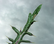 Leaf tips of Cirsium eriophorum (L.) Scop. subsp. eriophorum (photo Andrea Moro 2009)