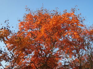 20151026Koelreuteria paniculata.jpg