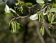 Alnus glutinosa 20081026 2.jpg