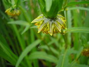 Bidens cernua JuliaKruse 1.jpg