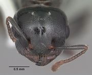 Crematogaster ashmeadi AntWiki.jpg