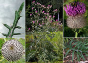 Morphological summary of Cirsium eriophorum (L.) Scop. subsp. eriophorum (photos Andrea Moro)