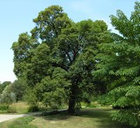 Acer hyrcanum Fisch. & C.A.Mey. – Photo: Andrea Moro 2007, Dryades TSB47401.jpg